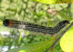 Datana ministra larva by Jacy Lucier. Used under a CC BY-SA 4.0 license.