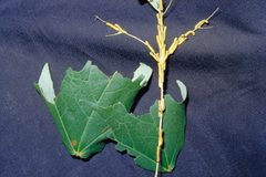 Datana ministra larva1 by Eric R. Day, Virginia Polytechnic Institute and State University. Used under a CC BY 3.0 license.