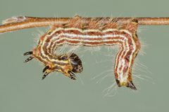 Datana ministra larva2 by Gerald J. Lenhard, Louiana State Univ. Used under a CC BY 3.0 license.