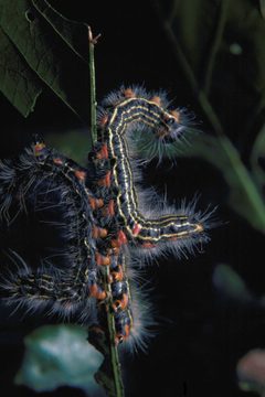 Datana ministra larva3 by Robert L. Anderson, USDA Forest Service. Used under a CC BY 3.0 license.