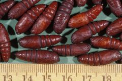 Datana ministra pupa by Gerald J. Lenhard, Louiana State Univ. Used under a CC BY 3.0 license.