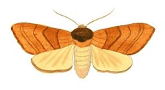 Illustrations of Exotic Entomology Petasia Ministra by Plates: Dru Drury (1725–1803). Text: John Obadiah Westwood (1805–1893). Used under a Public domain license.