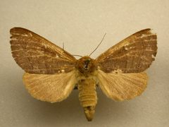 Datana modesta by James Sullivan, Research Collection of J. B. Sullivan. Used under a Copyrighted free use license.