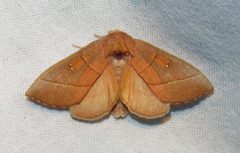 Nadata gibbosa 1 by Jacy Lucier. Used under a CC BY-SA 4.0 license.