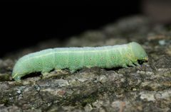 Nadata gibbosa 326216225 by Andrew Meeds. Used under a CC BY 4.0 license.