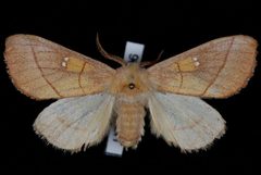 Nadata gibbosa JdW by Jeremy deWaard, University of British Columbia. Used under a CC BY 3.0 license.