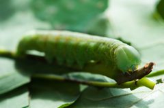 Nadata gibbosa larva by Photograph created by Keegan Morrison (Keegstr on en.wikipedia) using a Nikon D90 with the Nikkor 105mm f/2.8 Macro lens.. Used under a CC BY-SA 3.0 license.
