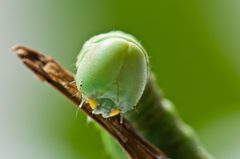 Nadata gibbosa larva head by Photograph created by Keegan Morrison (Keegstr on en.wikipedia) using a Nikon D90 with the Nikkor 105mm f/2.8 Macro lens.. Used under a CC BY-SA 3.0 license.