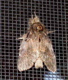 Angulose Prominent - Peridea angulosa by Greg Hume. Used under a CC BY-SA 3.0 license.