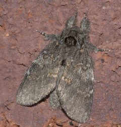 Peridea angulosa P1120411a by 
xpda. Used under a CC BY-SA 4.0 license.