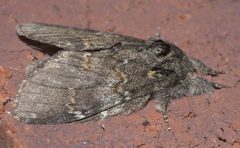 Peridea angulosa P1120412a by 
xpda. Used under a CC BY-SA 4.0 license.
