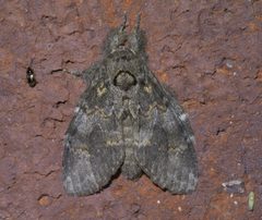 Peridea angulosa P1650705a by 
xpda. Used under a CC BY-SA 4.0 license.
