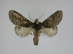 Peridea ferruginea by J.Gill, Canadian National Collection of Insects, Arachnids and Nematodes. Used under a CC BY-SA 3.0 license.