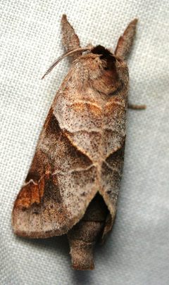 Clostera albosigma by cyanocorax. Used under a CC BY-SA 2.0 license.