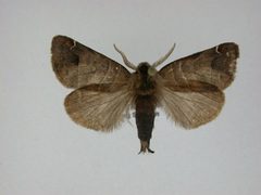 Clostera albosigma1 by J.Gill, Canadian National Collection of Insects, Arachnids and Nematodes. Used under a CC BY-SA 3.0 license.