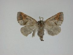 Clostera apicalis by J.Gill, Canadian National Collection of Insects, Arachnids and Nematodes. Used under a CC BY-SA 3.0 license.