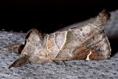 Clostera apicalis 01 by CBG Photography Group, Centre for Biodiversity Genomics. Used under a CC0 license.