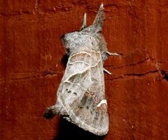 Clostera apicalis 02 by CBG Photography Group, Centre for Biodiversity Genomics. Used under a CC0 license.