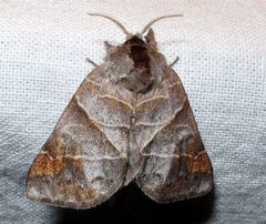 Clostera apicalis 1 by Jacy Lucier. Used under a CC BY-SA 4.0 license.