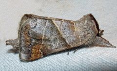 Clostera apicalis 2 by Jacy Lucier. Used under a CC BY-SA 4.0 license.