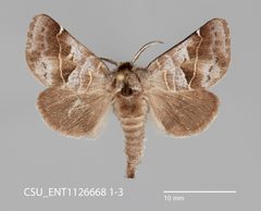 Clostera brucei CSU ENT1126668 1-3 1566907811 lg by CSU, Department of Bioagricultural Sciences and Pest Management. Used under a CC0 license.