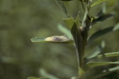 Clostera inclusa cocoon by William A. Carothers. Used under a CC BY 3.0 us license.