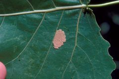 Clostera inclusa eggs by James Solomon. Used under a CC BY 3.0 us license.