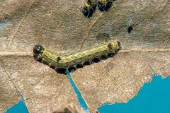 Clostera inclusa larva by Robert L. Anderson. Used under a CC BY 3.0 us license.