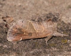 Clostera inornata 55051118 by Laura Gaudette. Used under a CC BY 4.0 license.