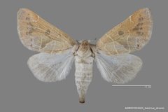 Clostera inornata ASUHIC0006420 habitus dorsal 1548984798 lg by Arizona State University Hasbrouck Insect Collection. Used under a CC0 license.