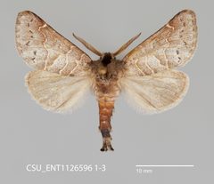 Clostera paraphora CSU ENT1126596 1-3 1566908180 lg by CSU, Department of Bioagricultural Sciences and Pest Management. Used under a CC0 license.
