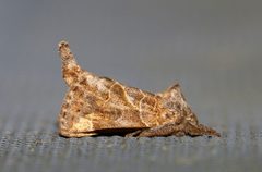 Clostera strigosa 42760795 by Laura Gaudette. Used under a CC BY 4.0 license.