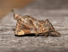 Clostera strigosa 42868326 by Laura Gaudette. Used under a CC BY 4.0 license.