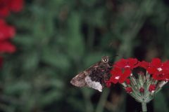 Achalarus lyciades 1226890 by Jerry A. Payne, USDA Agricultural Research Service. Used under a Public domain license.