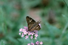 Achalarus lyciades 1226893 by Jerry A. Payne, USDA Agricultural Research Service. Used under a Public domain license.