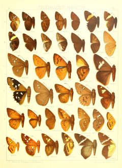 Macrolepidoptera15seit 0365 by Adalbert Seitz
. Used under a Public domain license.