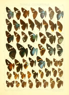 Macrolepidoptera15seit 0363 by Adalbert Seitz
. Used under a Public domain license.
