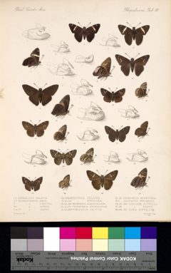 BungalotisCogia by Godman. Used under a Public domain license.