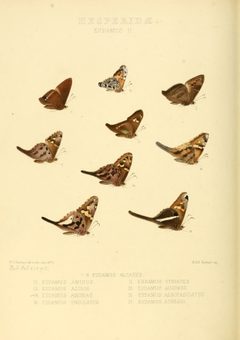 Illustrations of new species of exotic butterflies Eudamus II by William Chapman Hewitson
. Used under a Public domain license.
