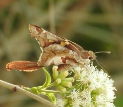 Chioides zilpa by Francisco Farriols Sarabia. Used under a CC BY 4.0 license.