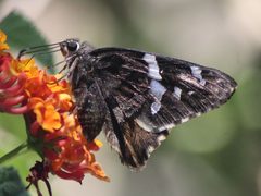 Codatractus arizonensis by José Belem Hernández Díaz. Used under a CC BY 4.0 license.