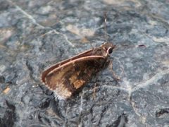 Cogia caicus by Juan Cruzado Cortés. Used under a CC BY-SA 4.0 license.