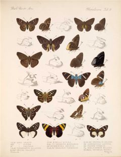 CogiaTyphedanus by Unknown Author. Used under a Public domain license.