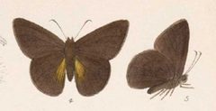 Cogia cajeta eluina - BCA by Unknown Author. Used under a Public domain license.