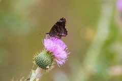 Mimosa skipper by cricketsblog. Used under a CC BY 2.0 license.