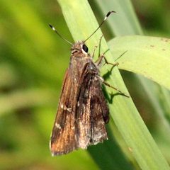 Cogia outis by iNaturalist user: jrcagle. Used under a CC BY 4.0 license.