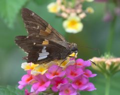 Epargyreus clarus DSC01515a by 
xpda. Used under a CC BY-SA 4.0 license.