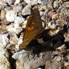 Silver-spotted skipper - Epargyreus clarus huachuca - Flickr - gailhampshire by gailhampshire from Cradley, Malvern, U.K. Used under a CC BY 2.0 license.