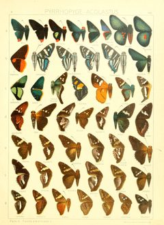 Macrolepidoptera15seit 0359 by Adalbert Seitz
. Used under a Public domain license.