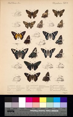 BiologiaCentraliAmericanaPlate76 by Godman. Used under a Public domain license.